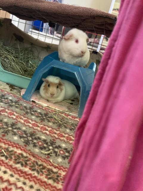 Two bonded female Guinea pigs