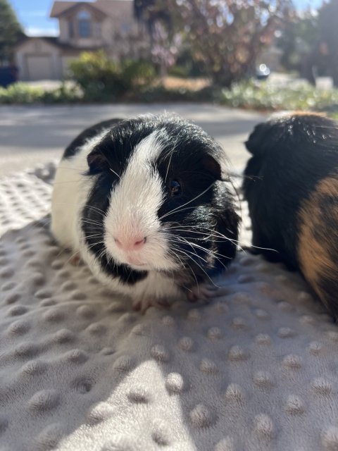 2 sweet male guinea pigs (bonded)