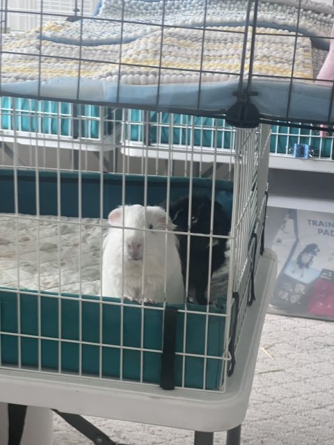 boned male guines pigs rehome (1-2 years old)