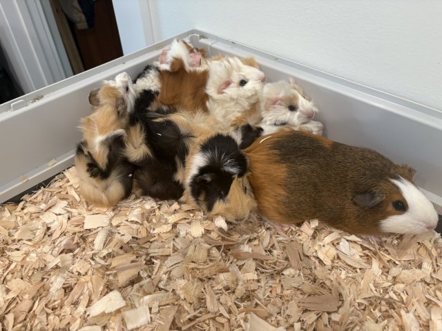 6 week old guinea pigs ready for new homes!