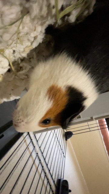 American short hair guinea pig, 3 years old