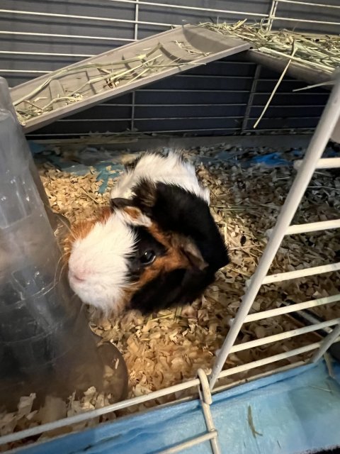 2 Guinea Pig sisters for adoption