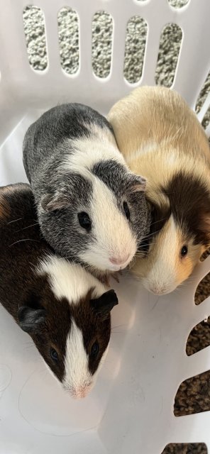 3 Sweet Male Piggies Need a new Home
