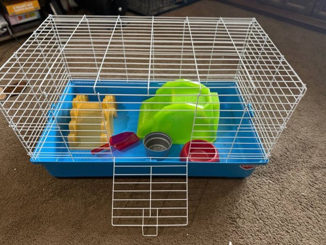 Two sweet guinea pigs and accessories