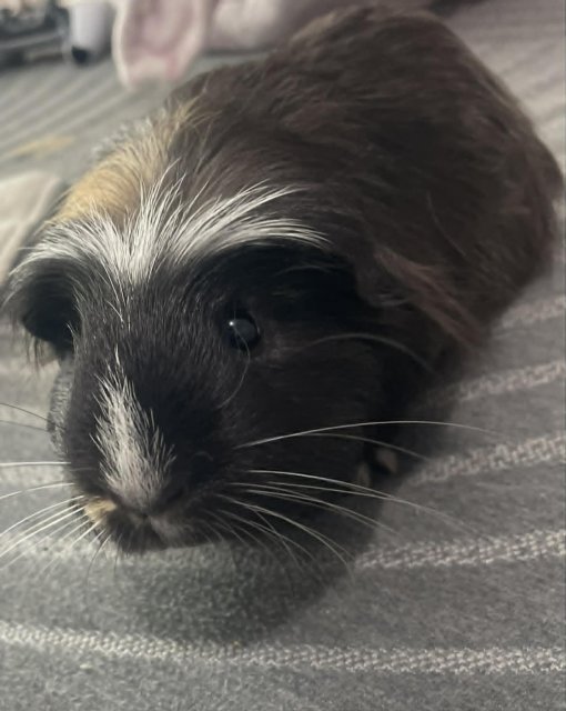 Young Guinea Pig + Cage