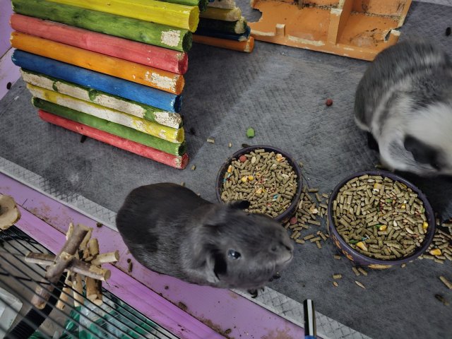 2 guinea pig boys with CC cage
