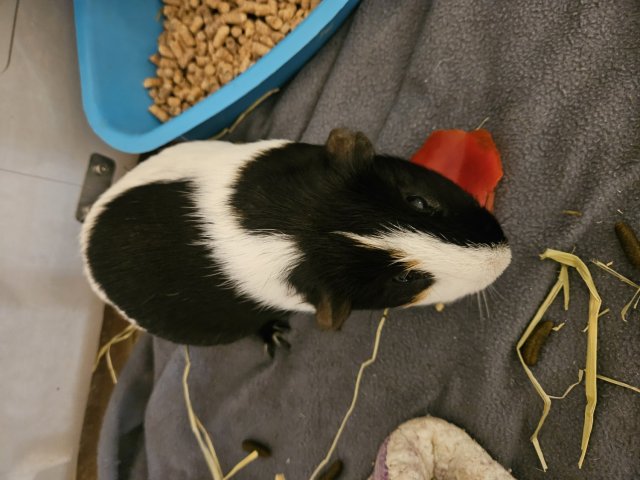 Black and White Sweet G. Pig