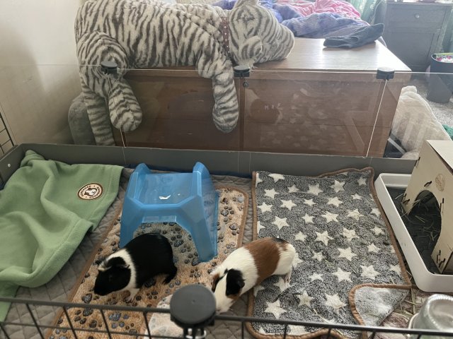 2 male PEEPOTTIE TRAINED-piggie, 6 months old