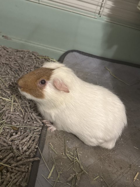 Sweet Male Guinea Pig Looking for a good home