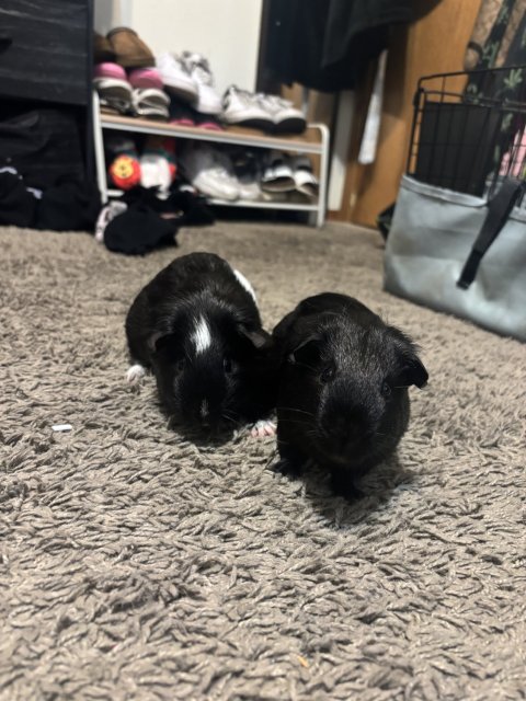 Baby guinea pigs forsale