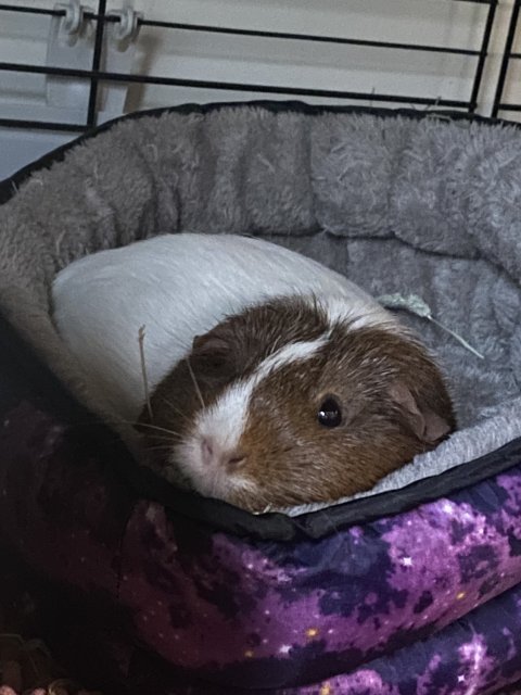 4 Sweet Female guinea pigs need your love