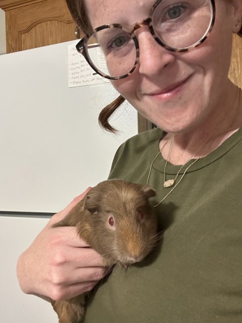 3 female guinea pigs + large loft cage