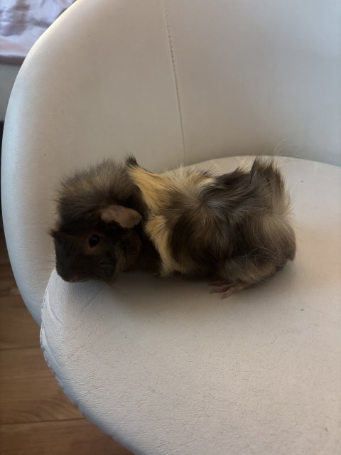 Male Piggy 1 year Old
