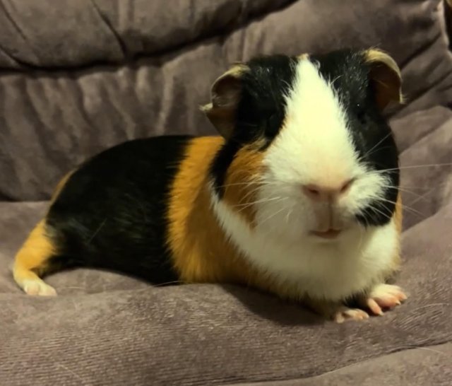 Guinea Pig Male Looking for a Furever Home