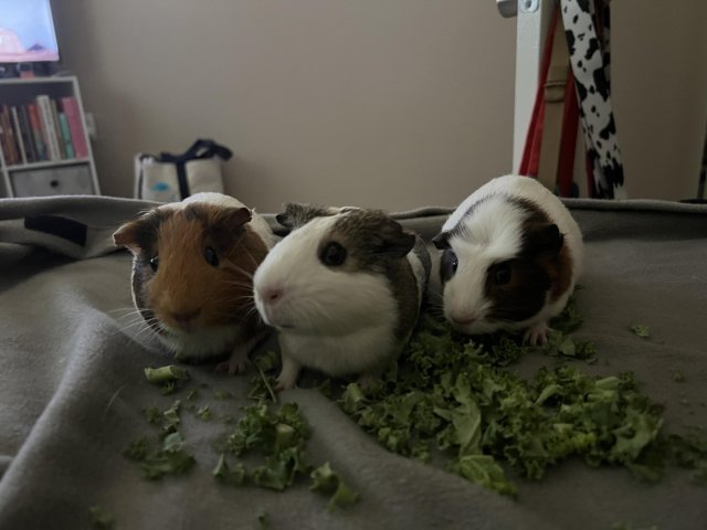 Sweet Guinea Pigs Ready for Loving Families!