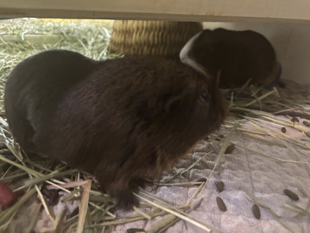 Chocolate &amp;amp; S&#039;mores looking for a loving home