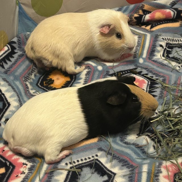 Archie &amp;amp; Scooter, Bonded Males!