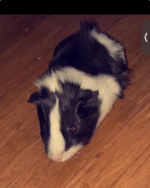 Adorable and Friendly Guinea Pig