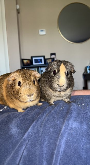 URGENT 2 MALES WITH ALL SUPPLIES