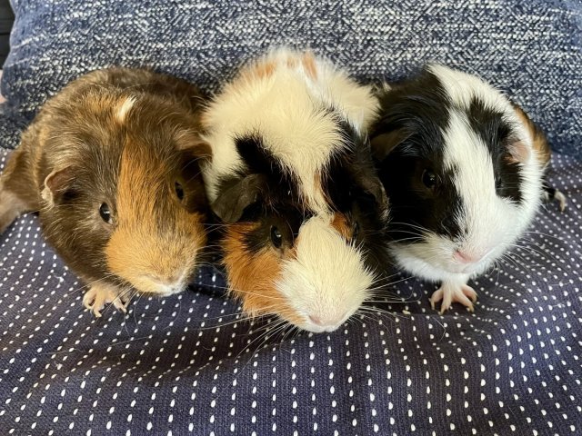 Three Bonded Boys Looking for a Forever Home!