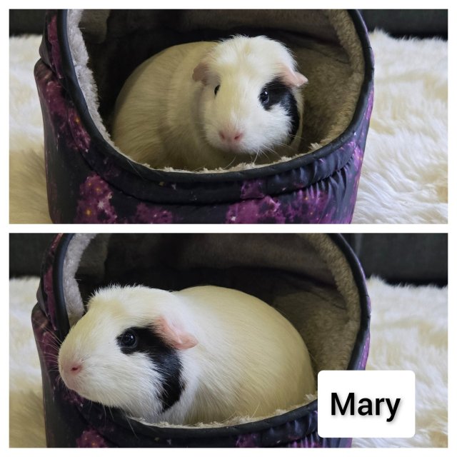 Mother and 2 Daughter Guinea Pigs, Rehome.