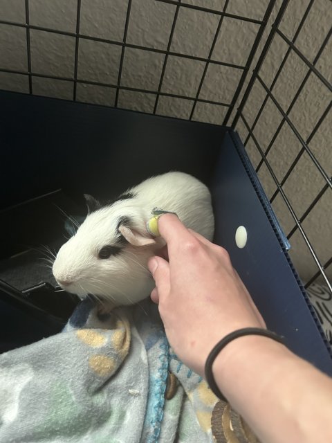 Two adorable bonded male guinea pigs!