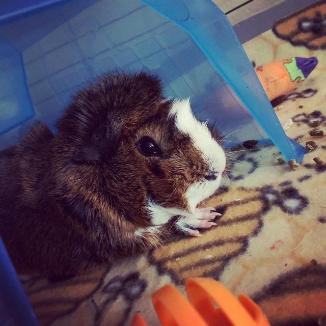 Captain and Nugget, male guinea pigs