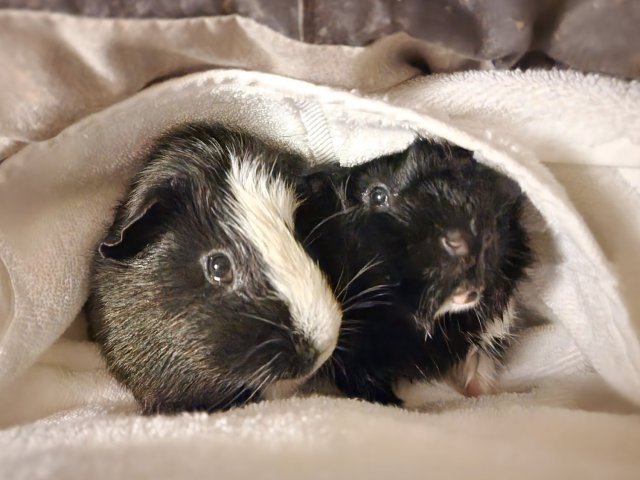 Ori &amp;amp; Yin (Bonded Males)