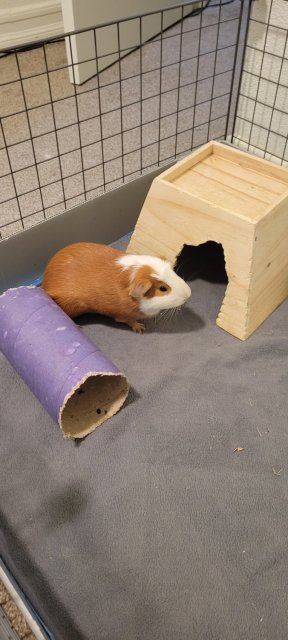 8 Month Old Male Guinea Pig