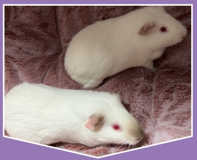 Two Bonded Males Guinea Pigs