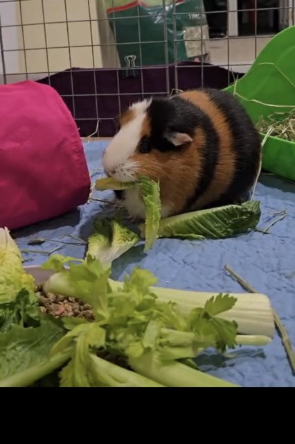 Female 5 year old guinea pig