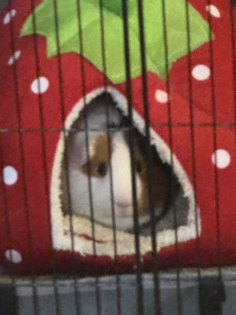 2 male guinea pigs under 5 months