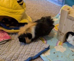 Pair of Guinea Pigs looking for new home