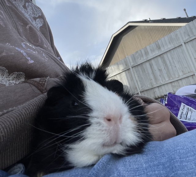 Abyssinian Female Guinea Pig | Name: Daisy