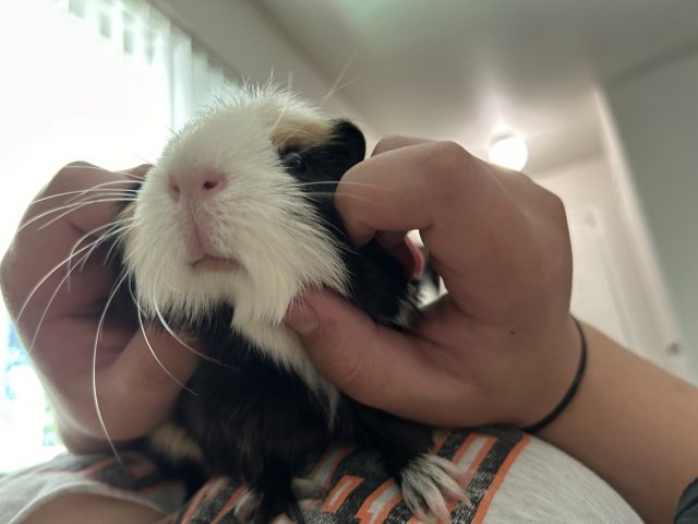 Female Bonded Pair- Oreo and Chip