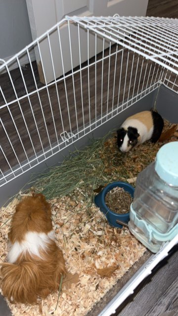 guinea pig babies needing to be rehomed!!