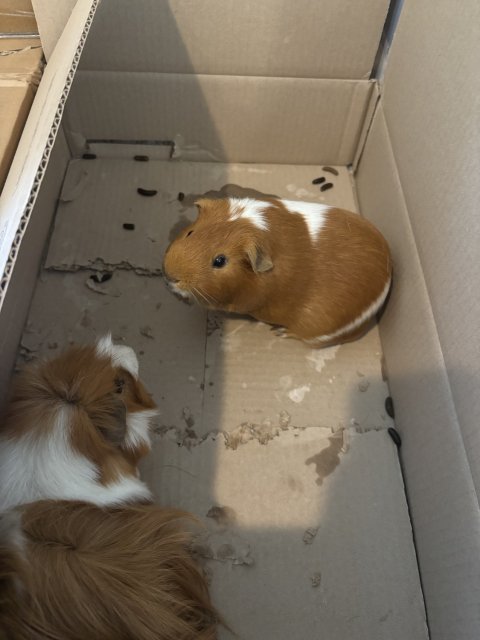 Noodle and Chip - Bonded Male Pair