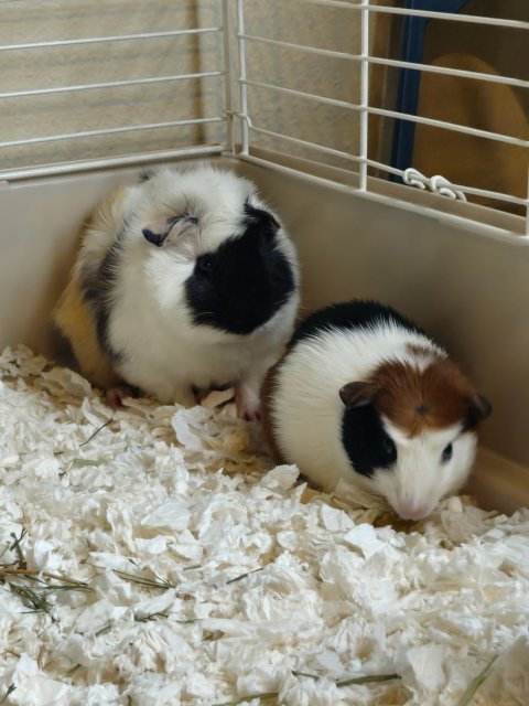 Young Guinea Pig For Rehoming
