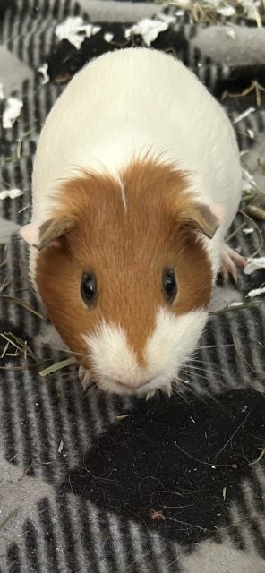 2 male Guinea pigs