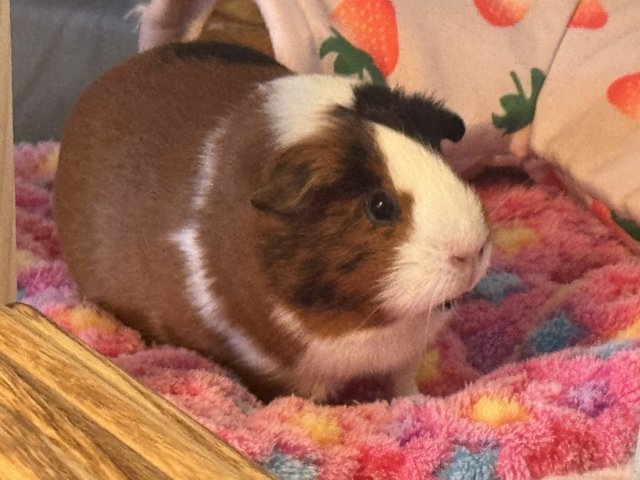 2 Female Guinea Pigs &amp;amp; Set Up (1 yr old)