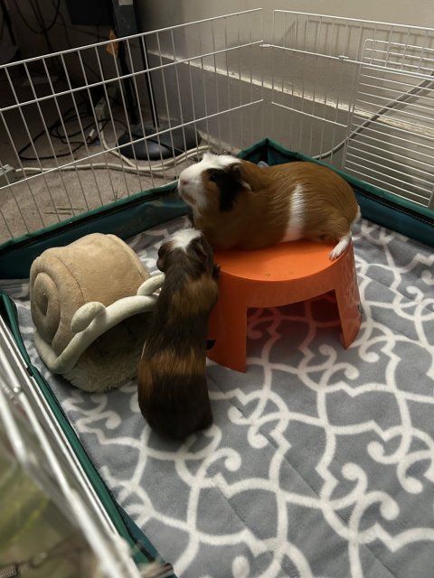 2 Male Guinea Pigs Needing to be Rehomed