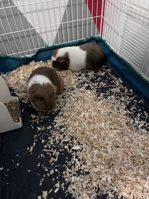 Guinea Pig Brothers