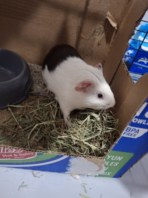 Lovely one needs a home