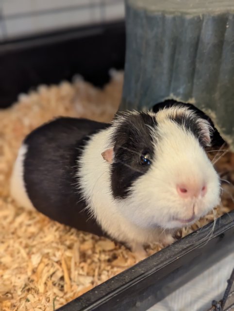 Sweet and Gentle Boy Piggie