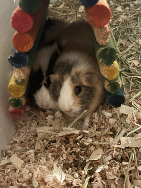 Peggy and Lola