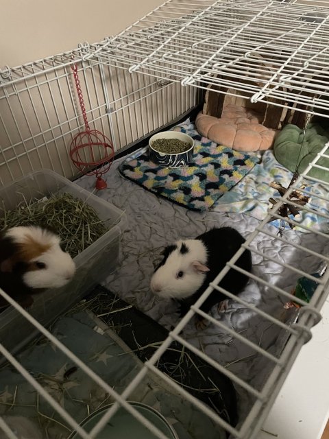 2 Male Guinea Pigs