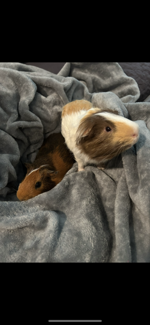 Two sweet male piggies!