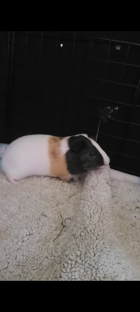 Two male guniea pigs