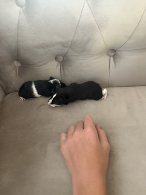 2 Precious Black and White baby Guinea Pigs