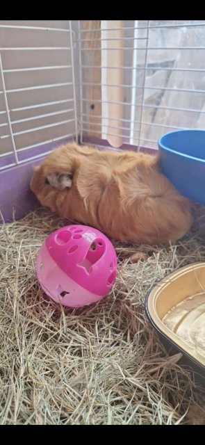 Two girl gueina pigs